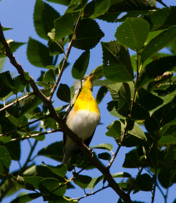 northern parula-7749.jpg