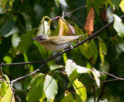 red-eyed vireo-7819.jpg