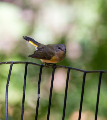 am redstart-7615.jpg
