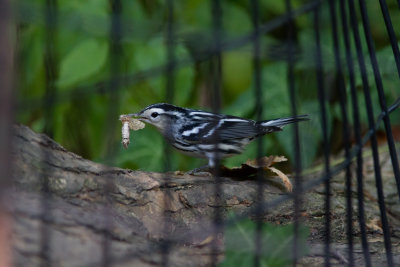 black and white warbler with moth-6584.jpg