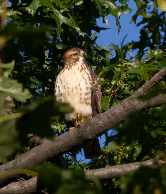 broadwing hawk-7480.jpg