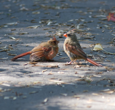 cardinal begs-7600.jpg