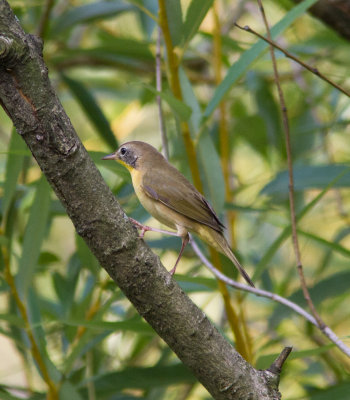 common yellowthroat-6526.jpg