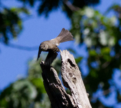 empi flycatcher-7657.jpg