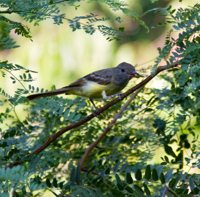 great-crested flycatcher with bug s-6478.jpg