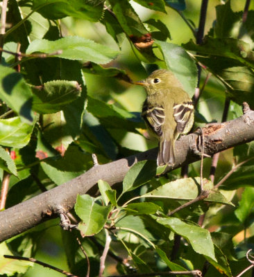 least flycatcher-7501.jpg