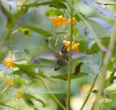 ruby throated hummingbird-7399.jpg