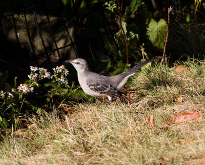 no. mockingbird-7597.jpg