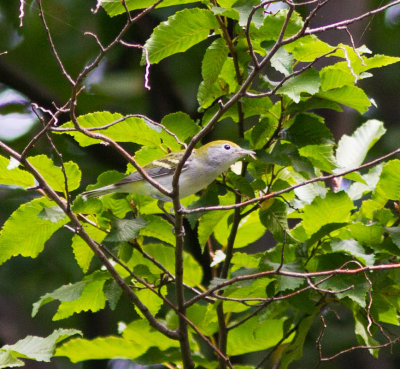 chestnut sided warbler s-6048.jpg