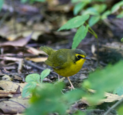 Fall Migration 2012