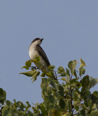 kingbird s-5933.jpg