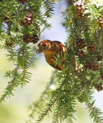 red crossbill -s-6422.jpg