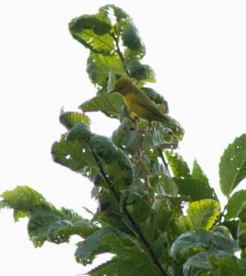 yellow warbler-5894.jpg