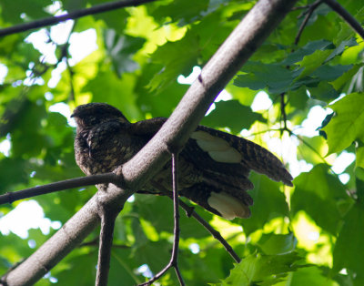 whipoorwill-7856.jpg