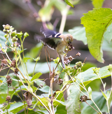 goldfinch-7986.jpg