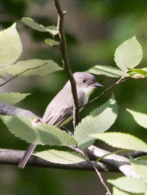 eastern phoebe-8051.jpg