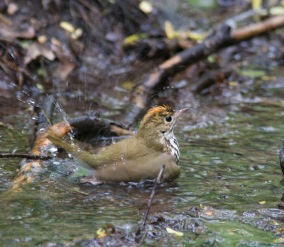 ovenbirdbathingrgb4716-Edit-2.jpg