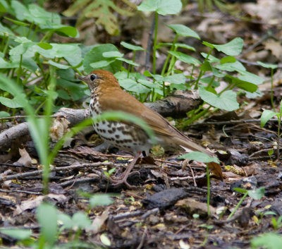 woodthrushrgb4664-Edit.jpg