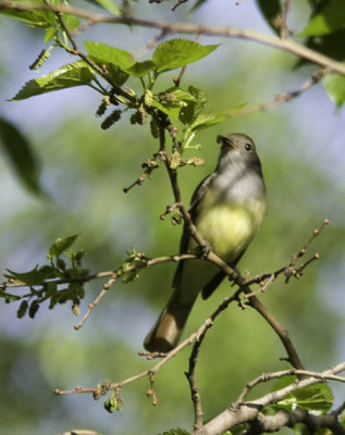 greatcrestedflycatcher0574-Editb.jpg