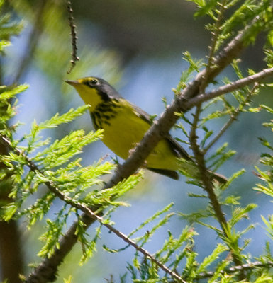canadawarblerrgb_0875-Edit.jpg