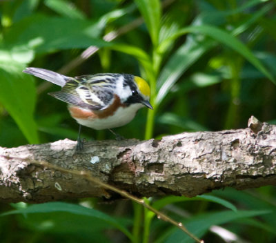 chestnutsidedwarbler0197-Edit-Edit.jpg