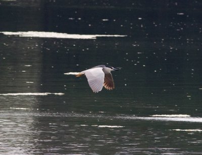 blackcrownednightheronflying_1091-2-Edit.jpg