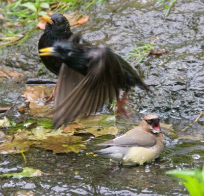 cedarwaxwingscreaming_1213-Edit.jpg