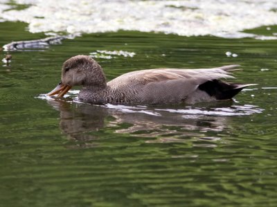 gadwall1113-2-Edit.jpg