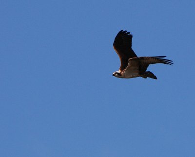 Osprey