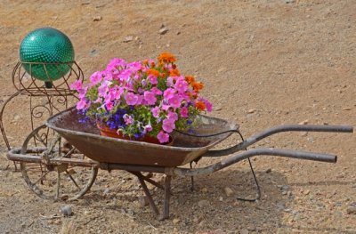 Petunias