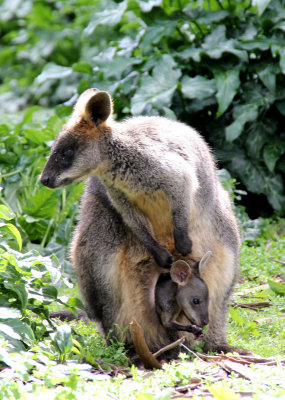 australian_wildlife