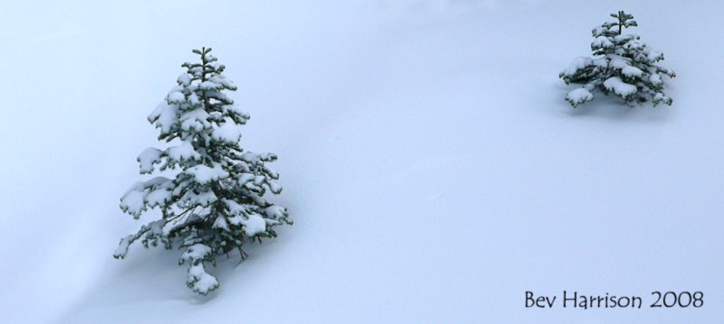 big tree, little tree