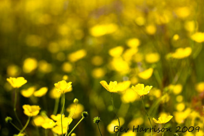 a field  of buttercups