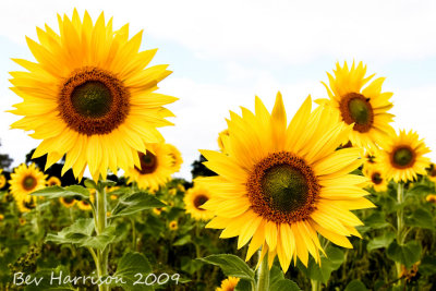 sunflower moments