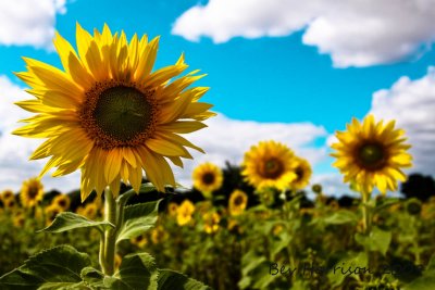 happiness is a sunflower field