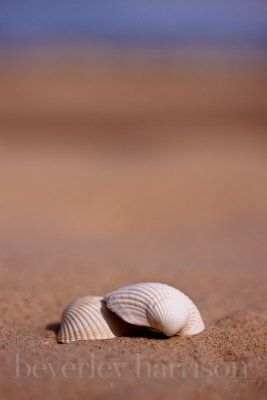 we saw seashells on the seashore...