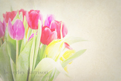 Tulips....