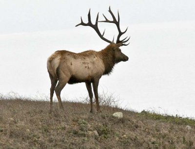 Tule Bull Elk