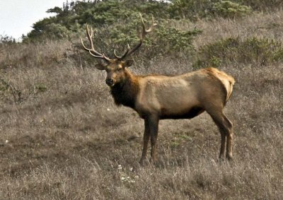 Tule Bull Elk