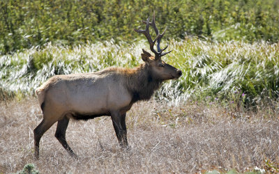 Tule Bull Elk