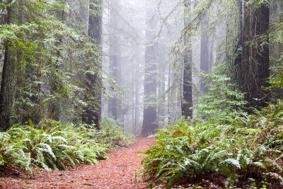 Stroll through the Redwoods