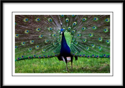 may 27 peacock
