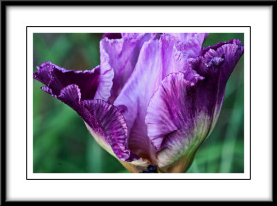 may 29 new iris