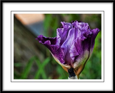may 27 newer iris