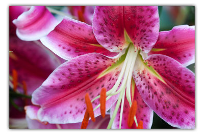 july 27 star lily