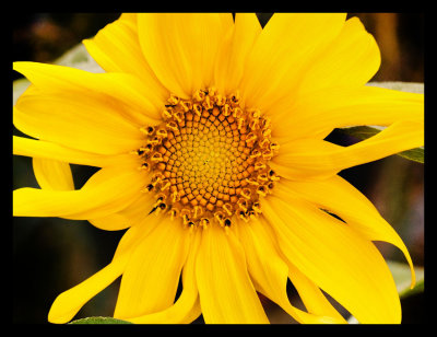 july 27 baby sunflower