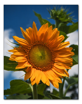 july 17 Saturday sunflower