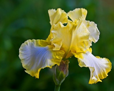 june 1 yellow iris