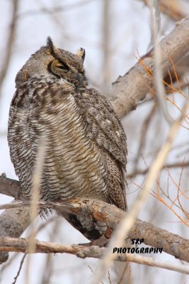 Great Horned Owl