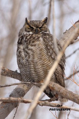 Great Horned Owl